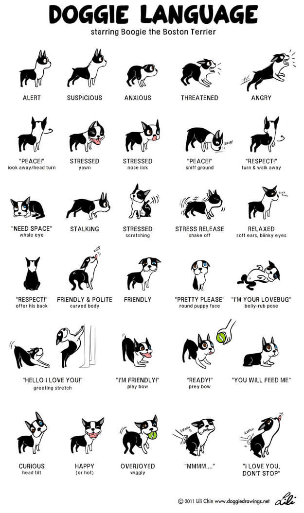 limbaj-câini