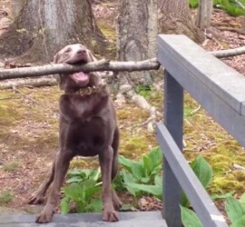 câinele amuzant -pod-lemn