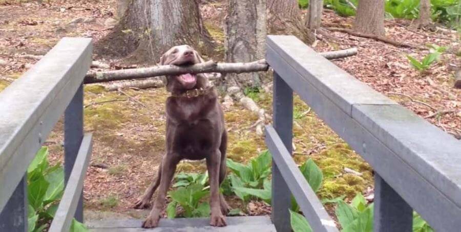 câinele amuzant -pod-lemn