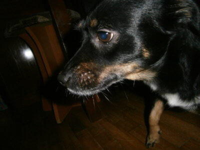 hrana pentru câinele tău olla