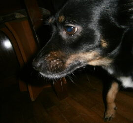 hrană pentru câinele tău olla-raul