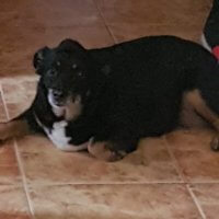 hrana pentru câinele tău